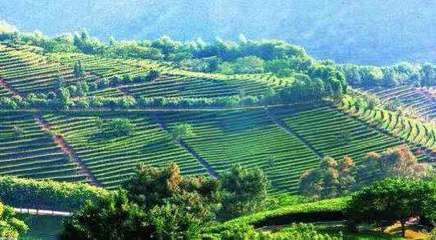 一茶一世界，一味一人生——雁南飛茶田度假村生態農業開發啟示錄